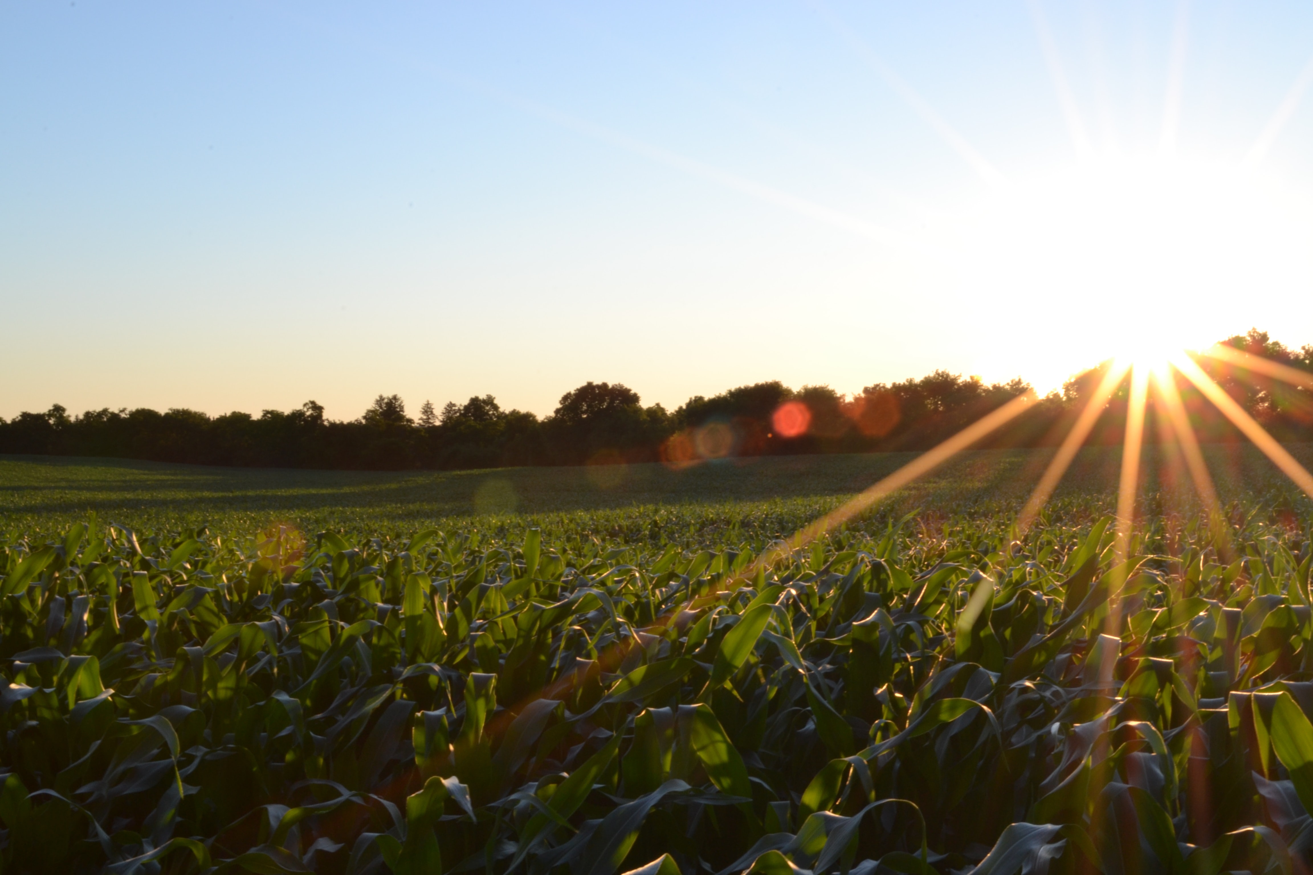 Adams Brown_Johnson Farms Case Study