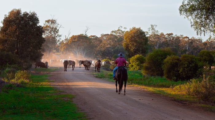 Cattle