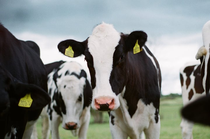 UK Dairy Farm