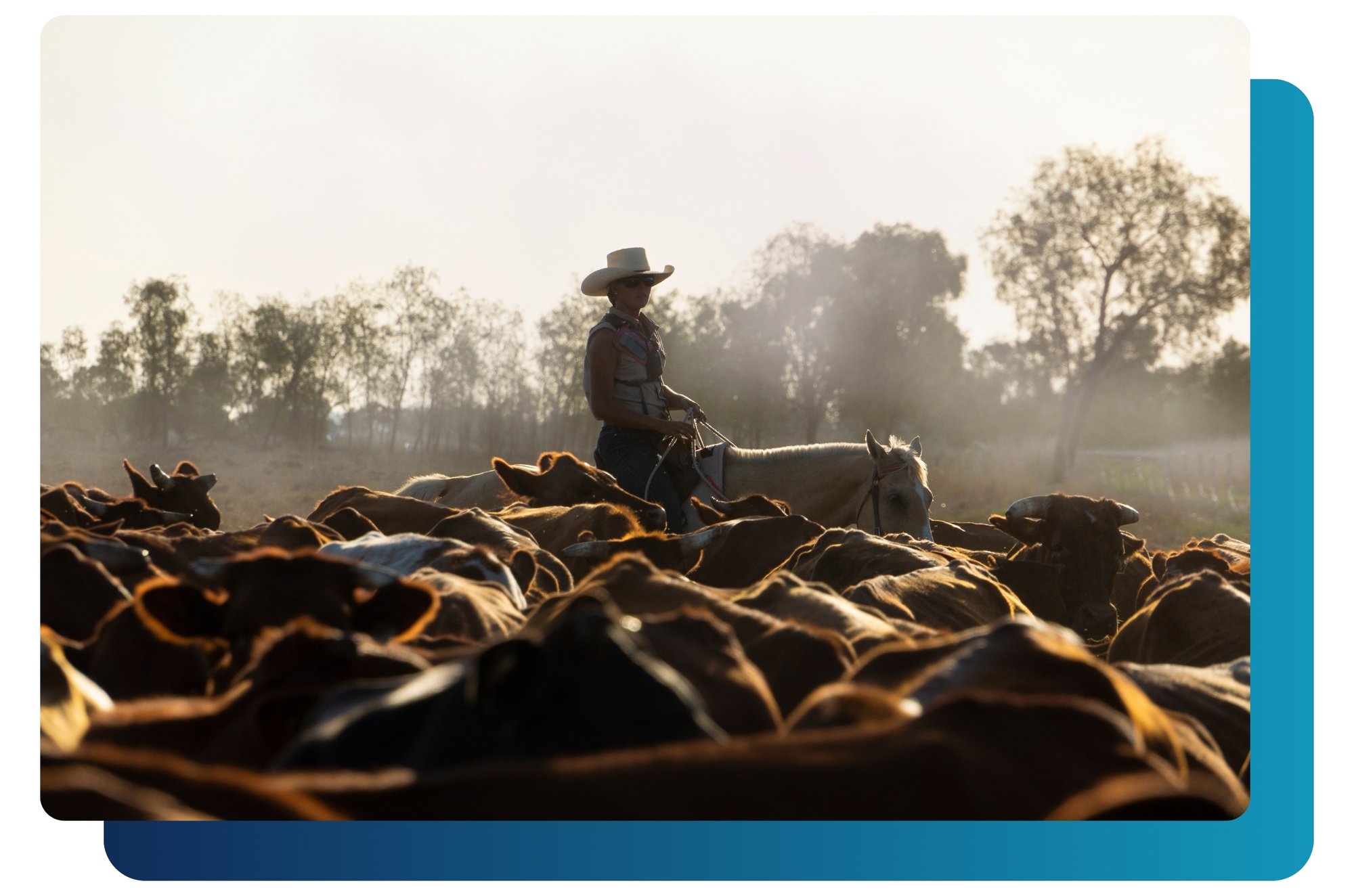 Australian livestock farmer watches their cattle. Australian livestock farmer watches their cattle.