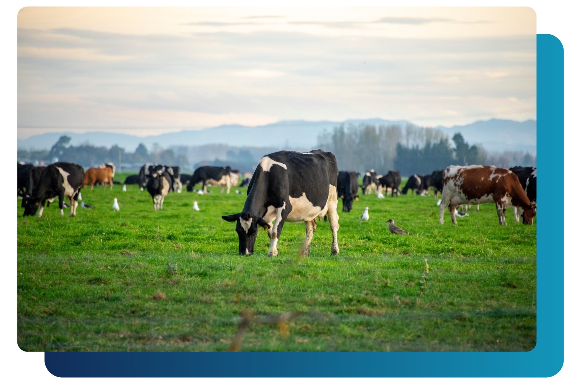 NZ dairy cow in field with blue background