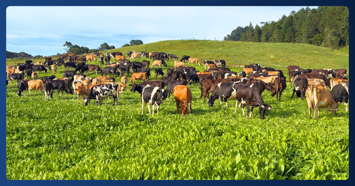 NZ-hannahandgeorgeking-cows
