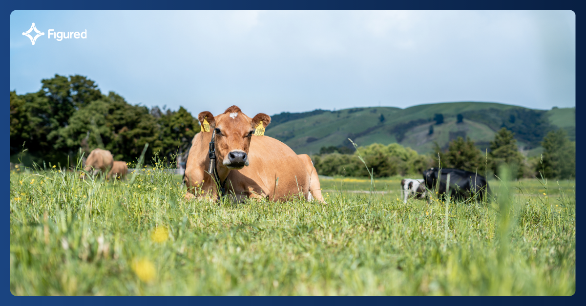 ccdairies-customerstory-featureimage