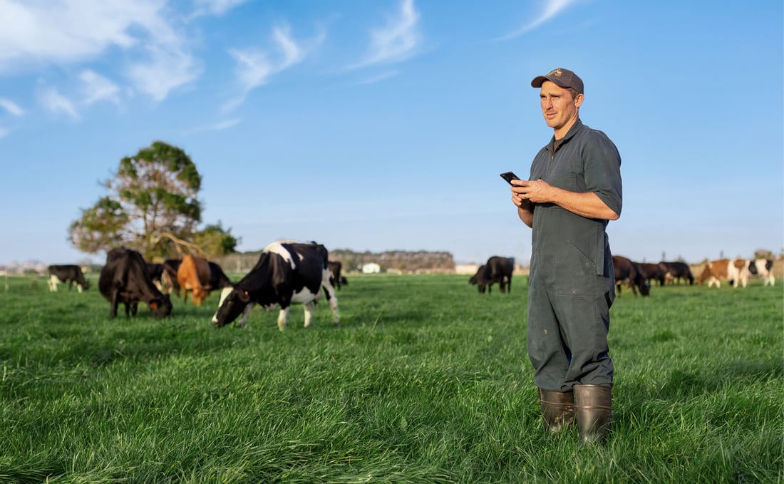 dairy-farmer-phone-paddock-waikato-nz
