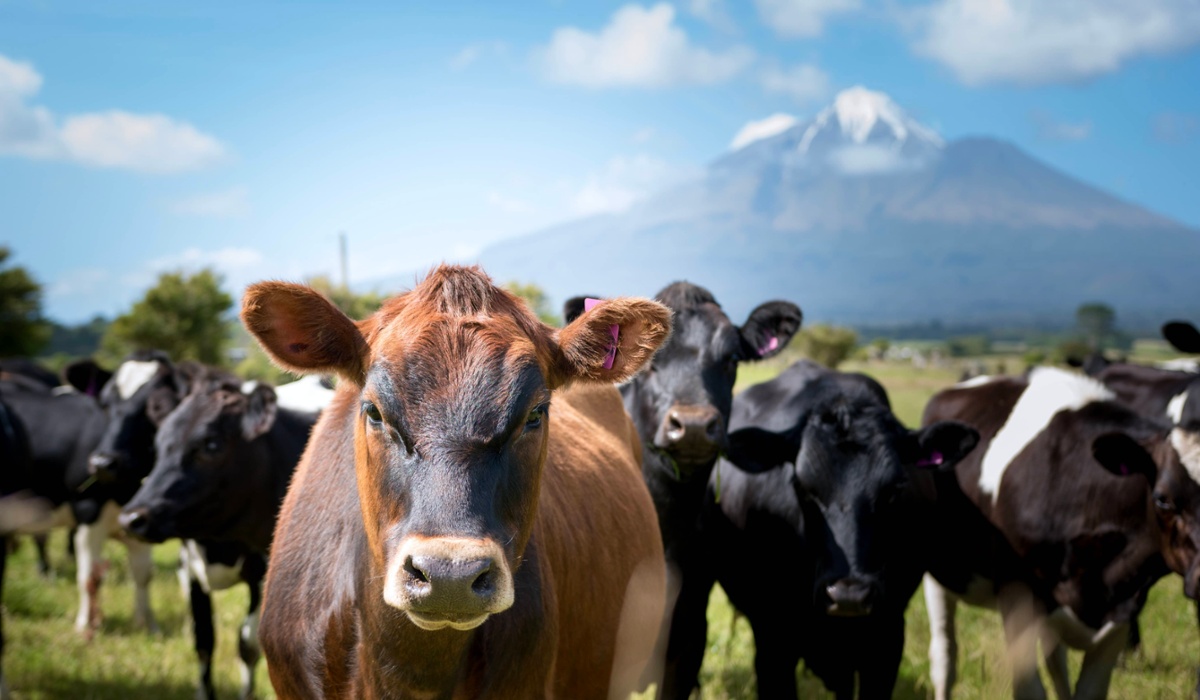 new-zealand-cows