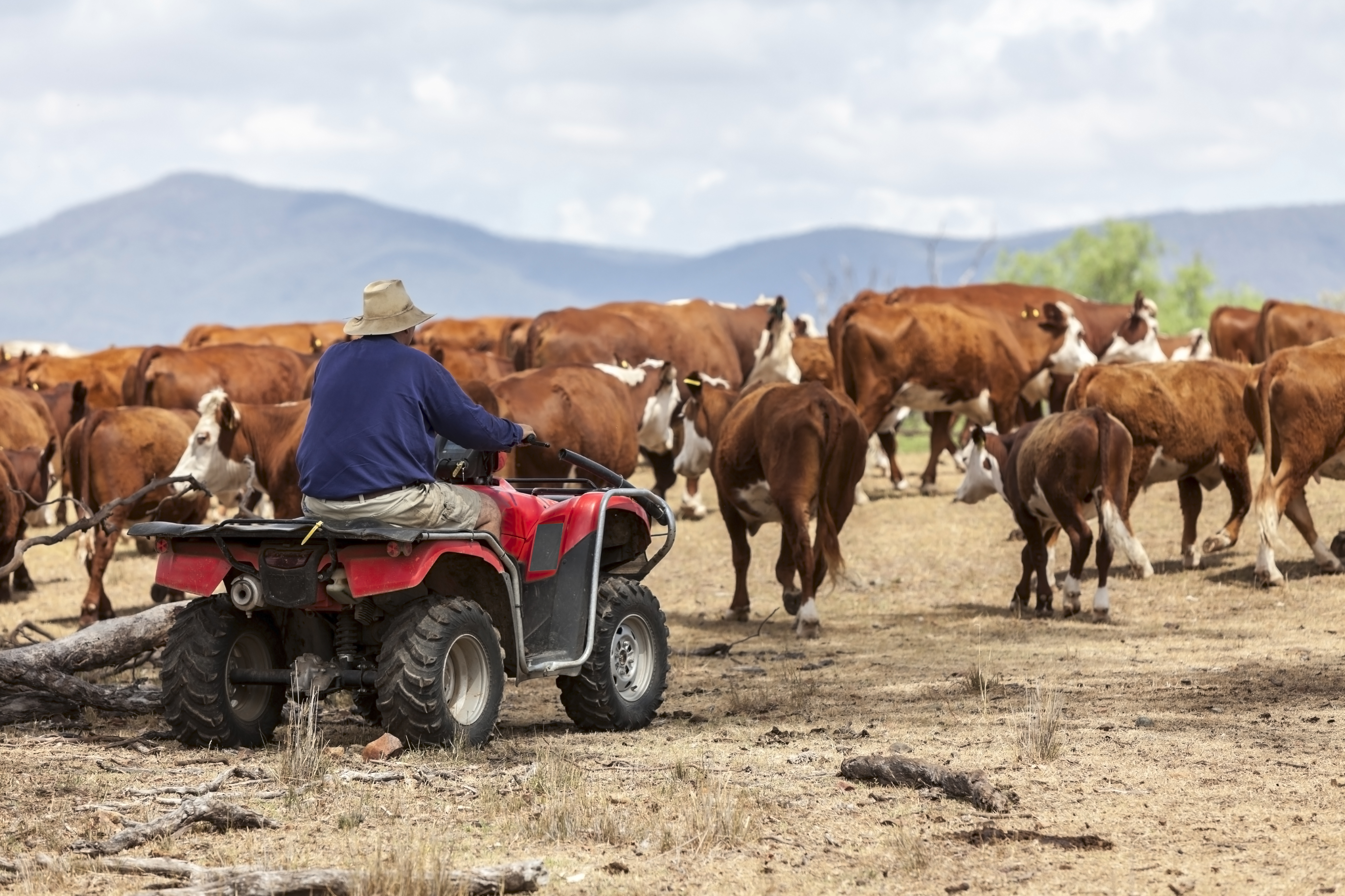 AU_4x4Herding_235618402