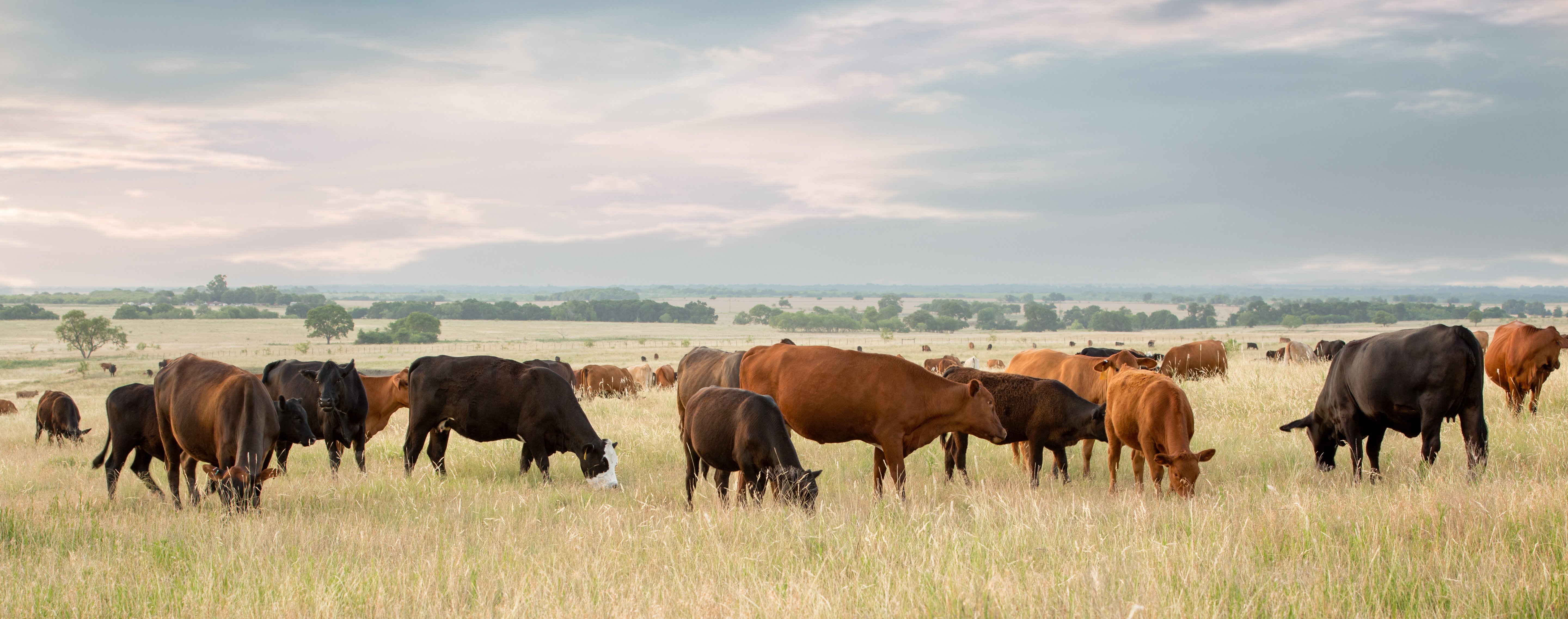 Cows on farm