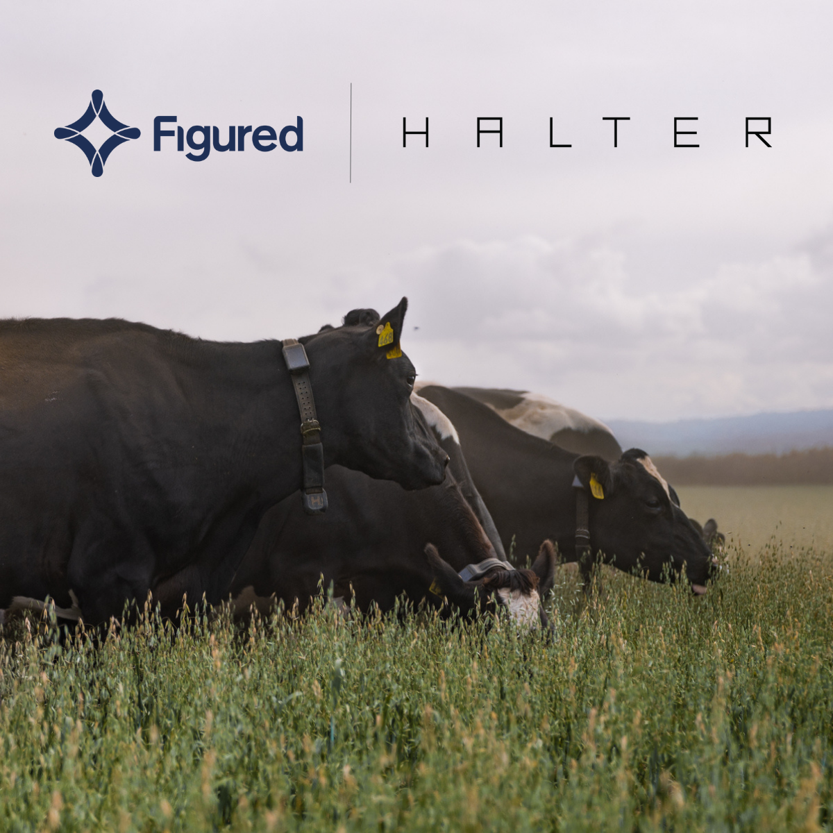 Figured-Halter-IG