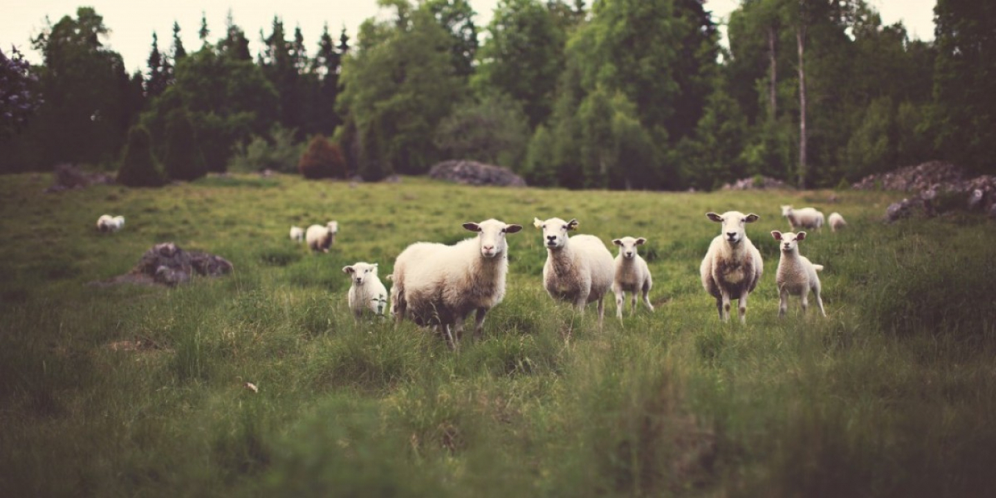 BNZ and Figured feature on The Farming Show