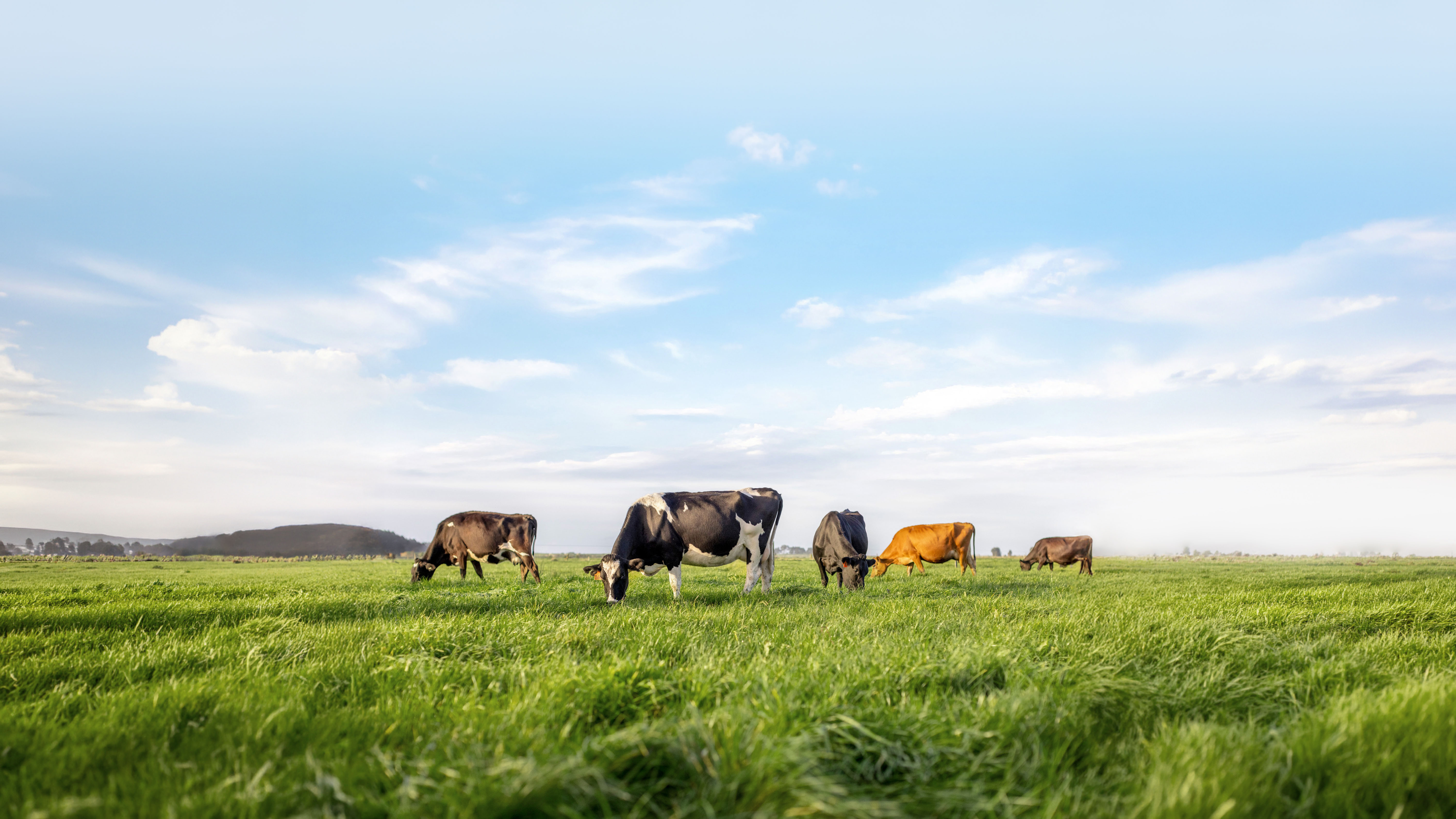 Fullbleed-Animal-NZ-dairy-wide-01