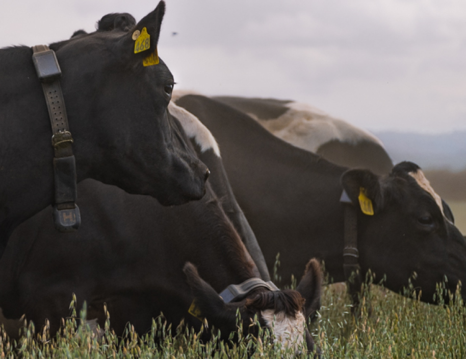 Halter Finance