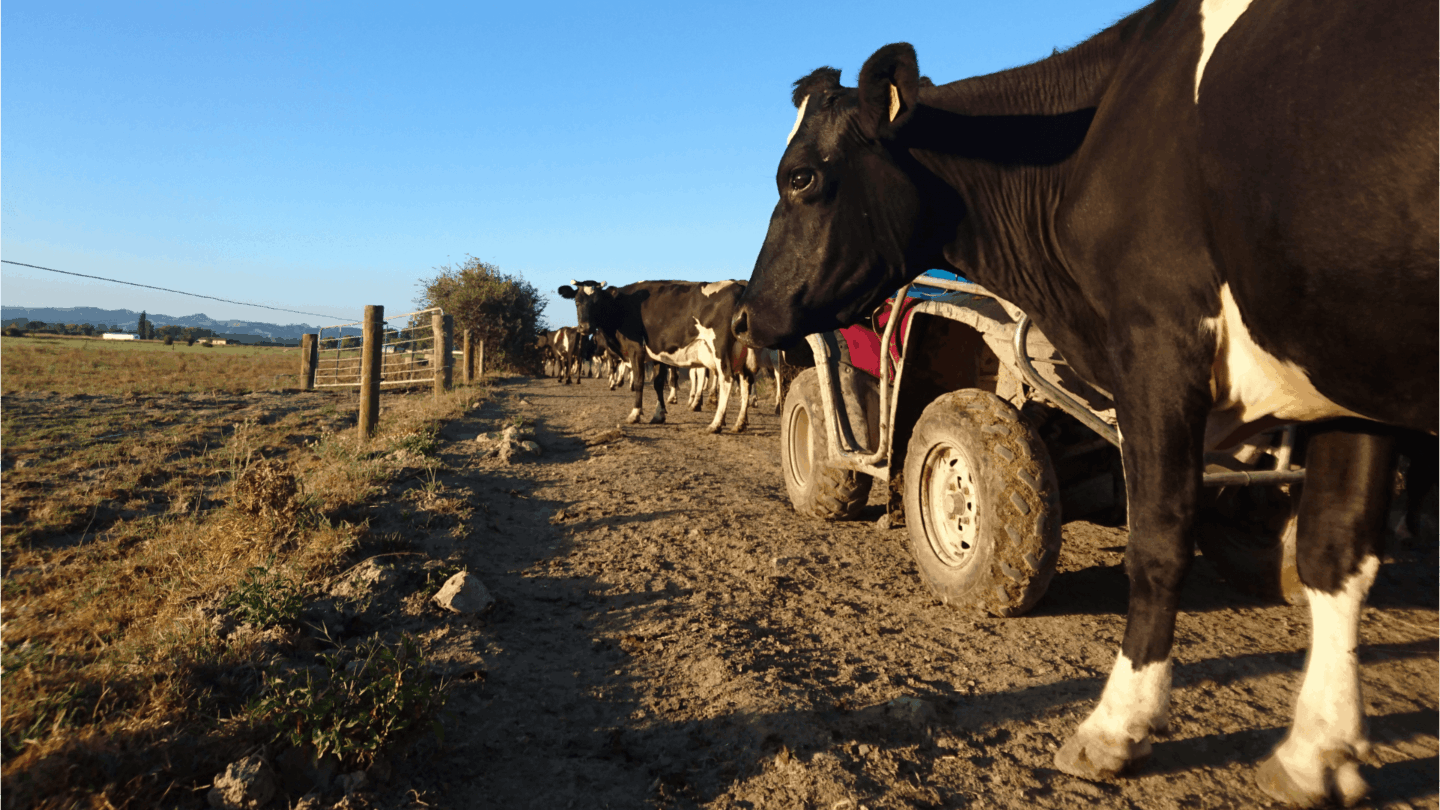 In the case of a revised forecast milk payout - what's the plan?