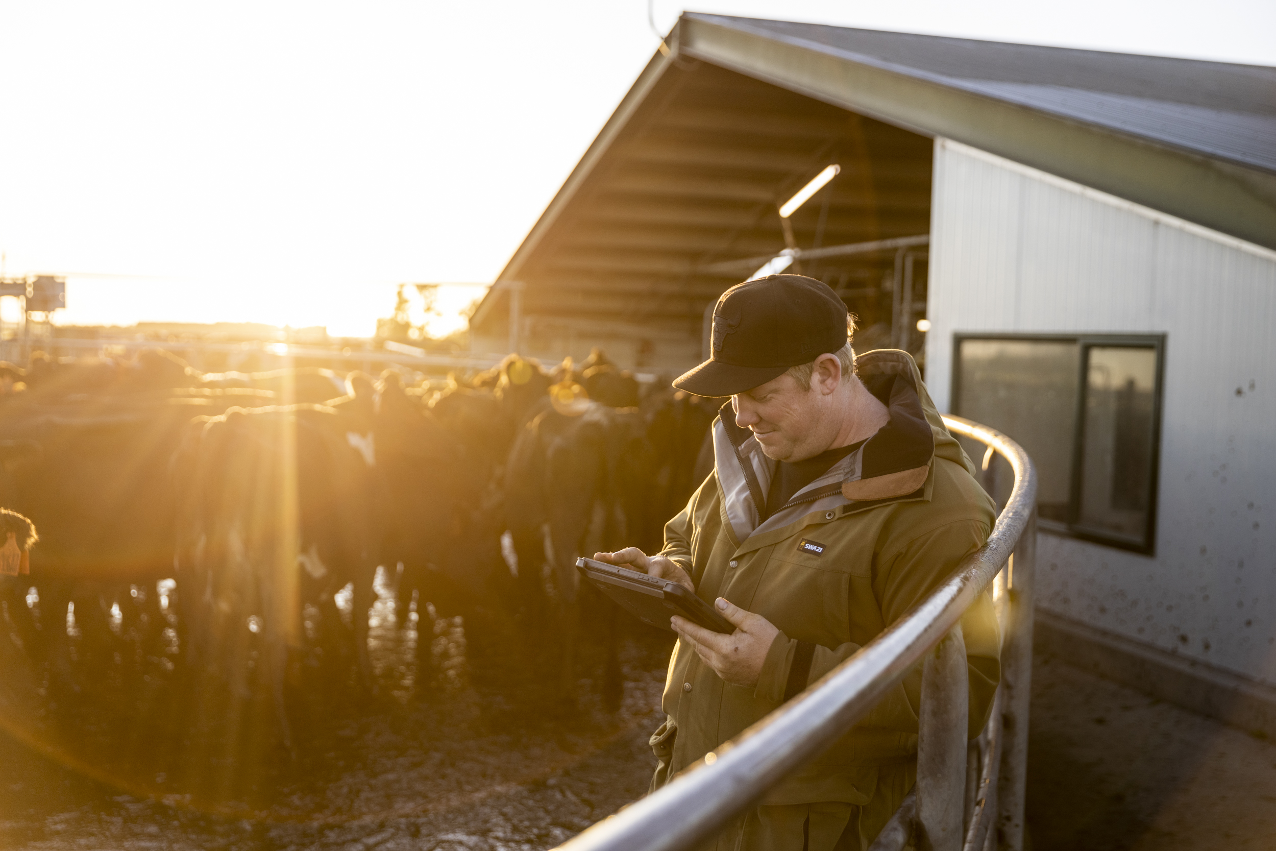 Livestock Finance