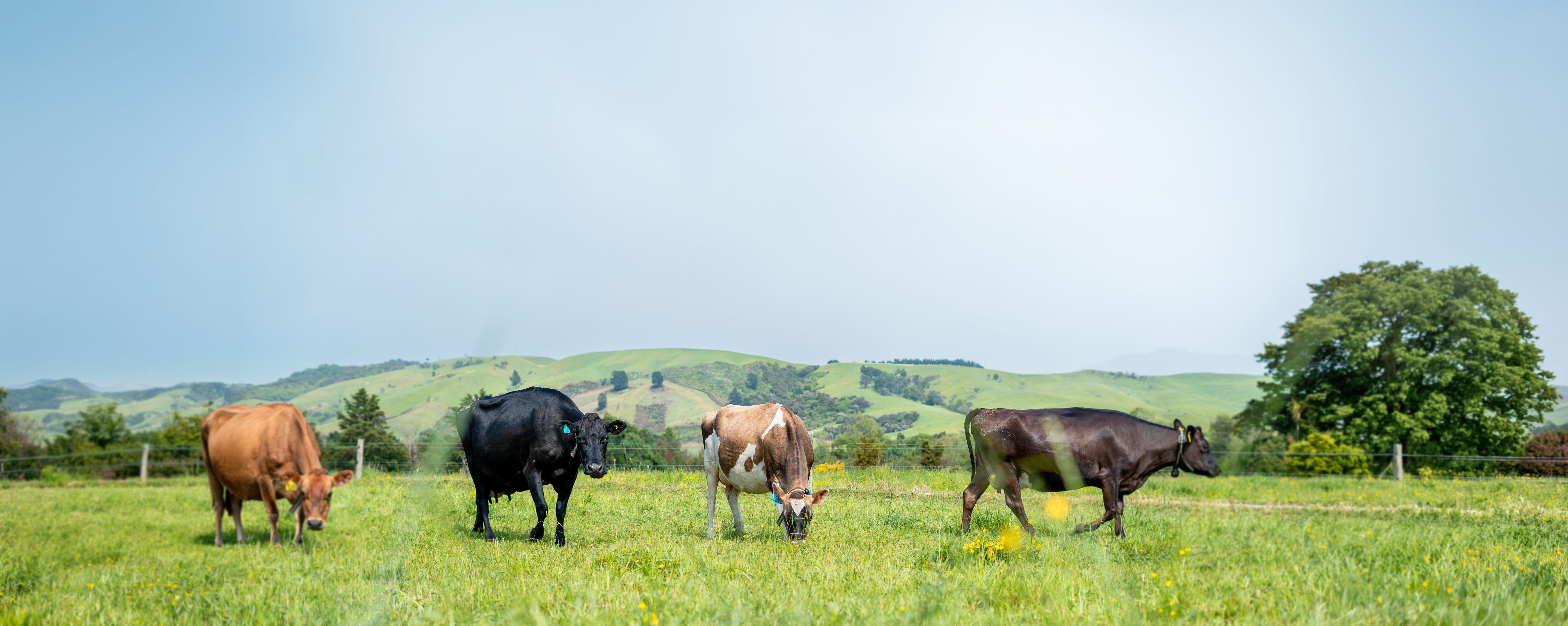 NZ Header