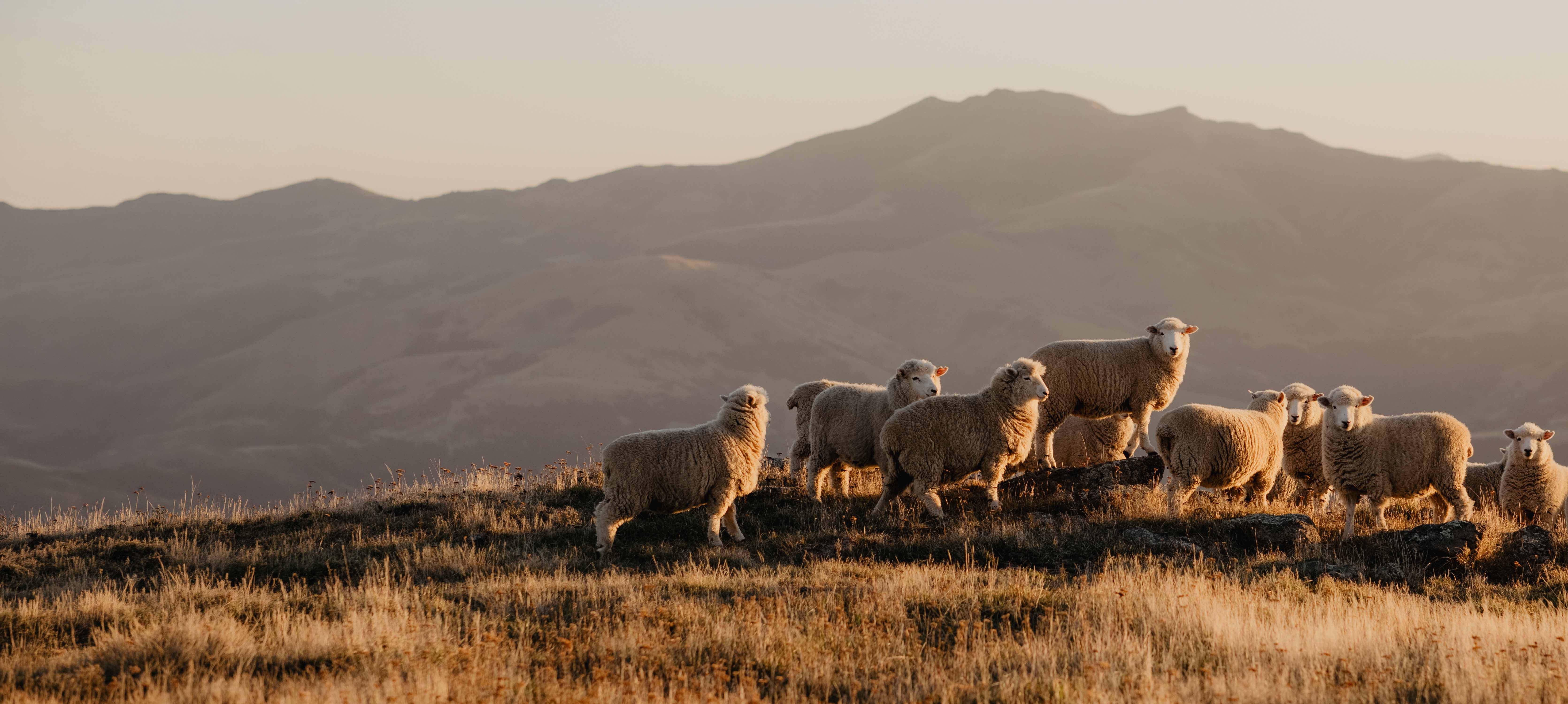 NZ sheep 2