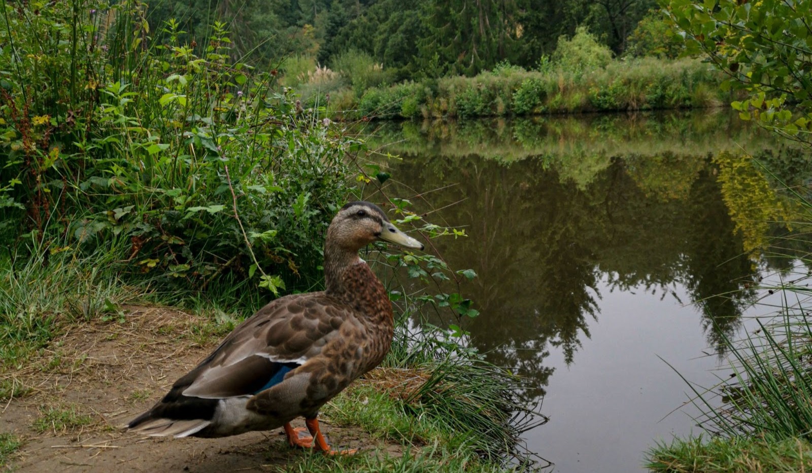 The natural capital opportunity: starting now