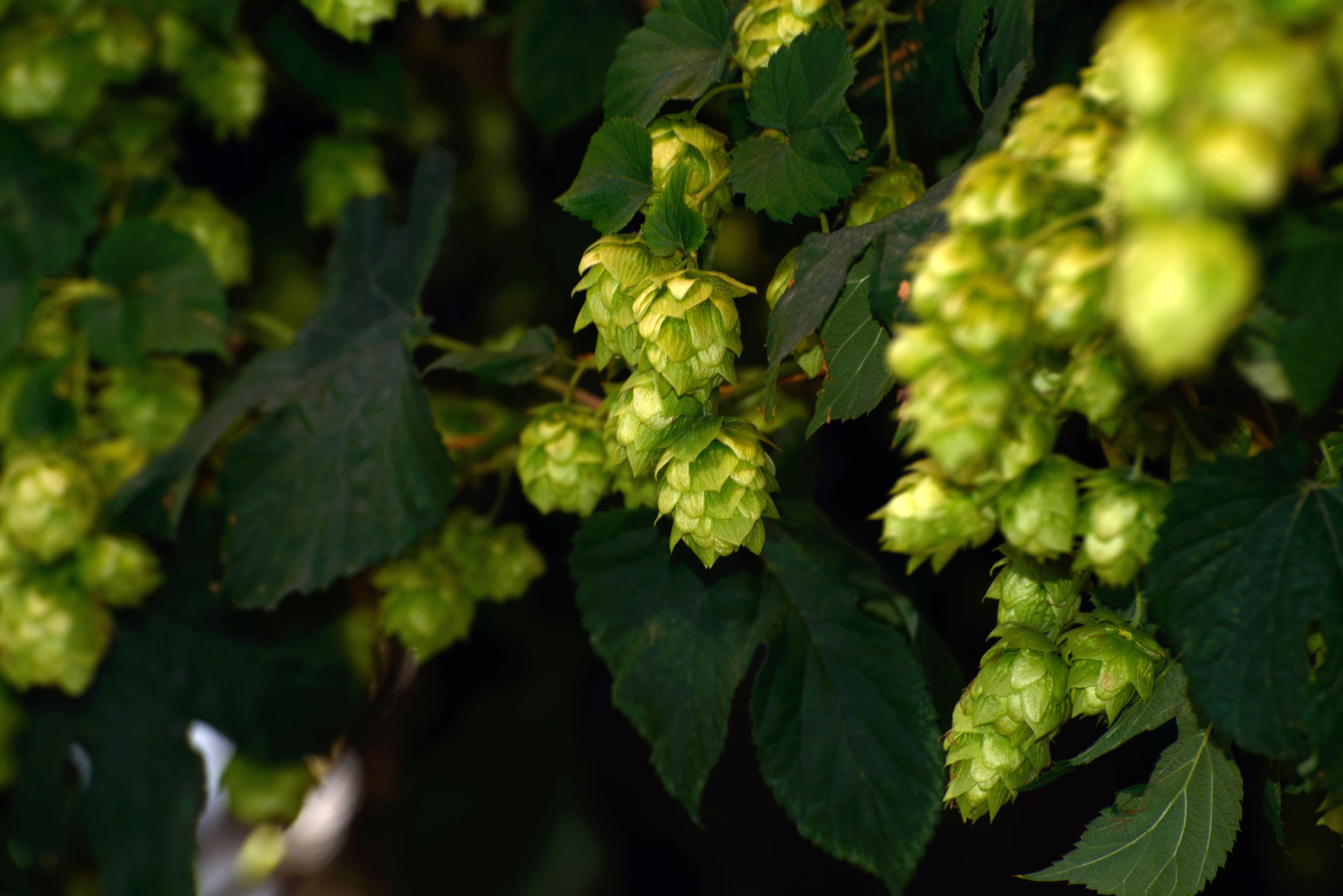 nz-cropping-hops