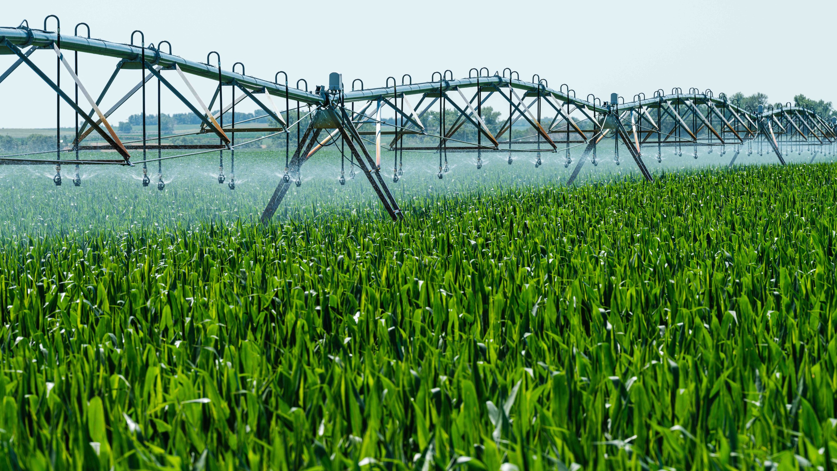 A centre-pivot irrigator over a green corn crop