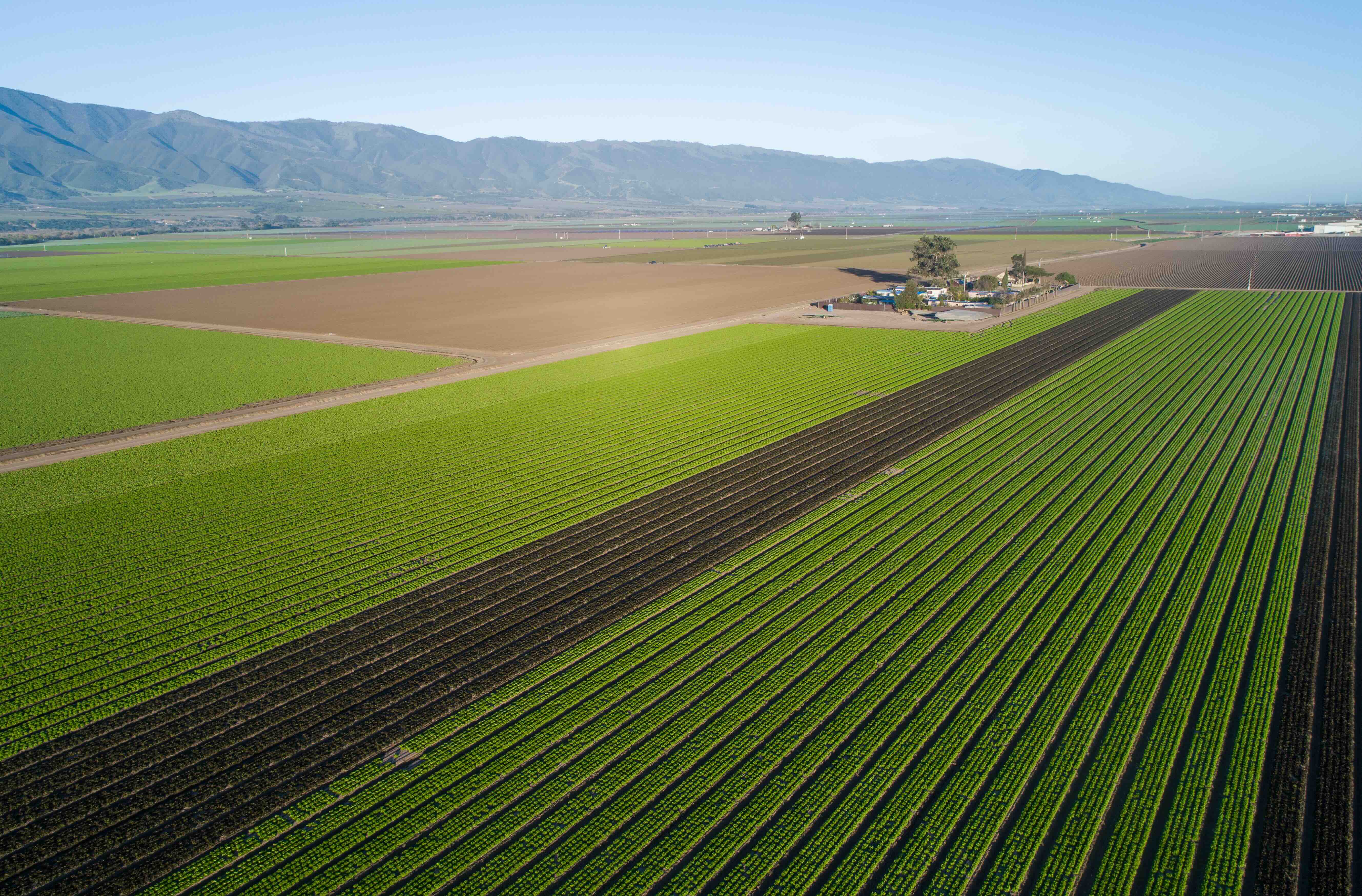 Aerial view of irrigated row crops
