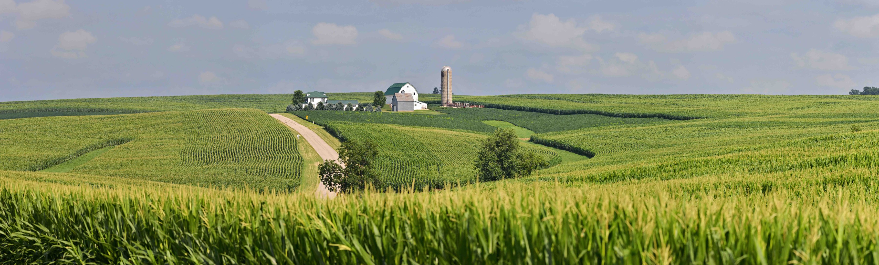 A green grain crop running up to a farmstead on a rise