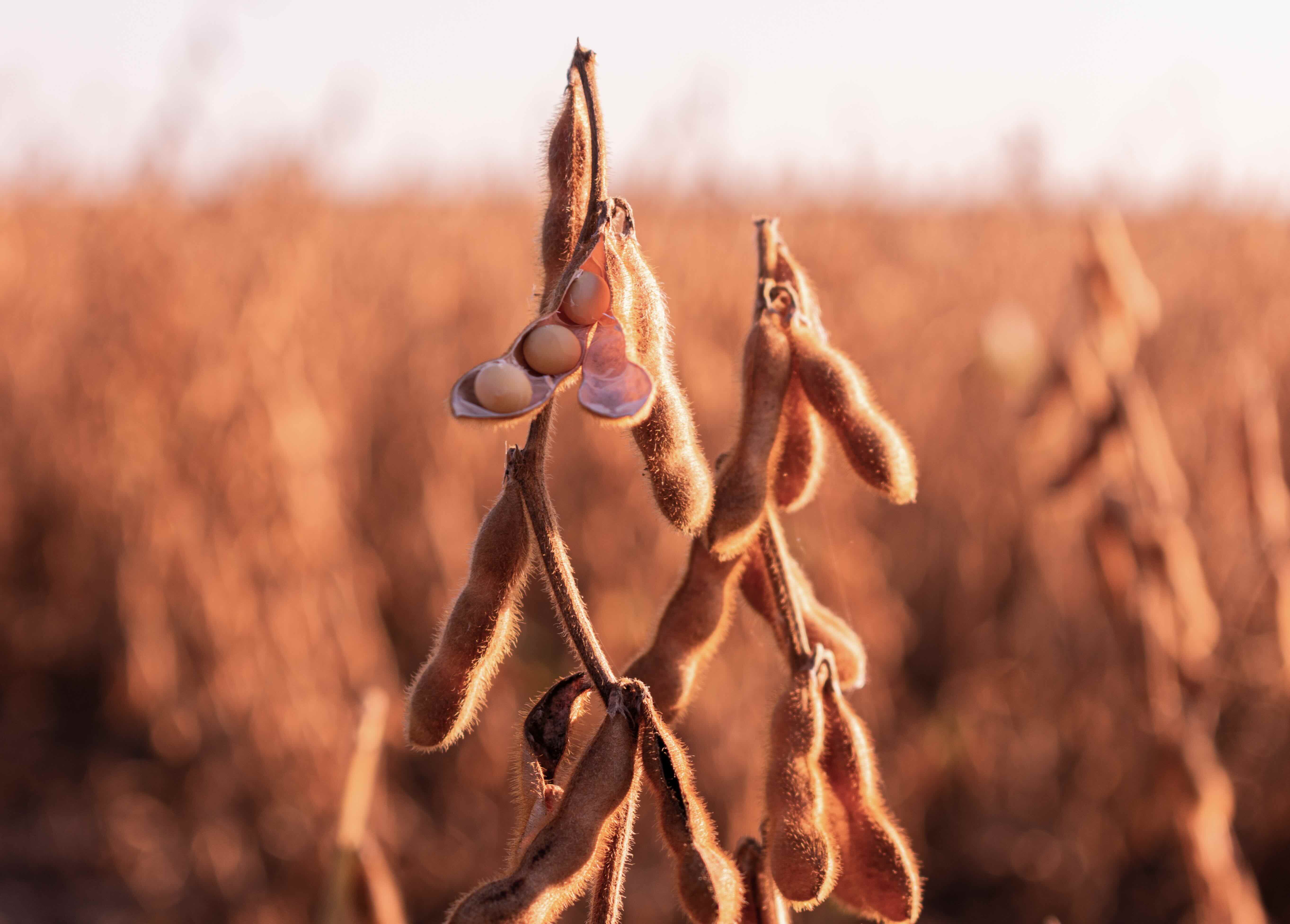 Close-up of ripening soybean pods