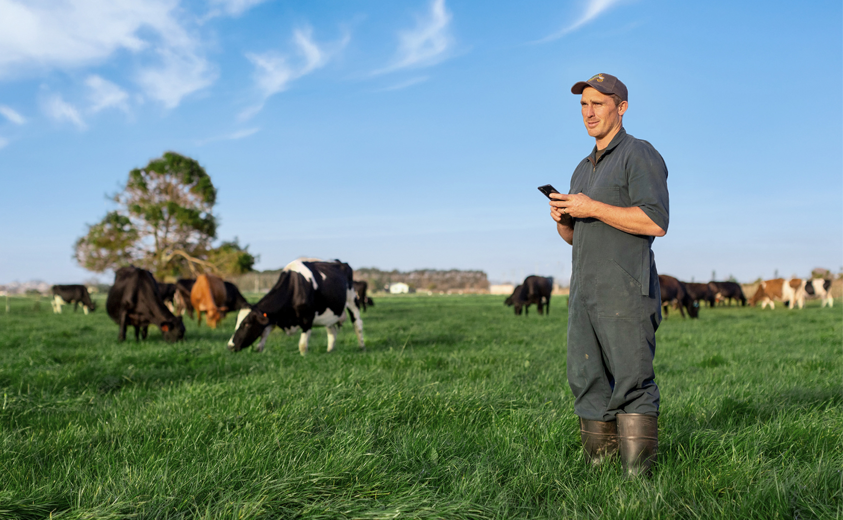 dairy-farmer-phone-paddock-waikato-nz