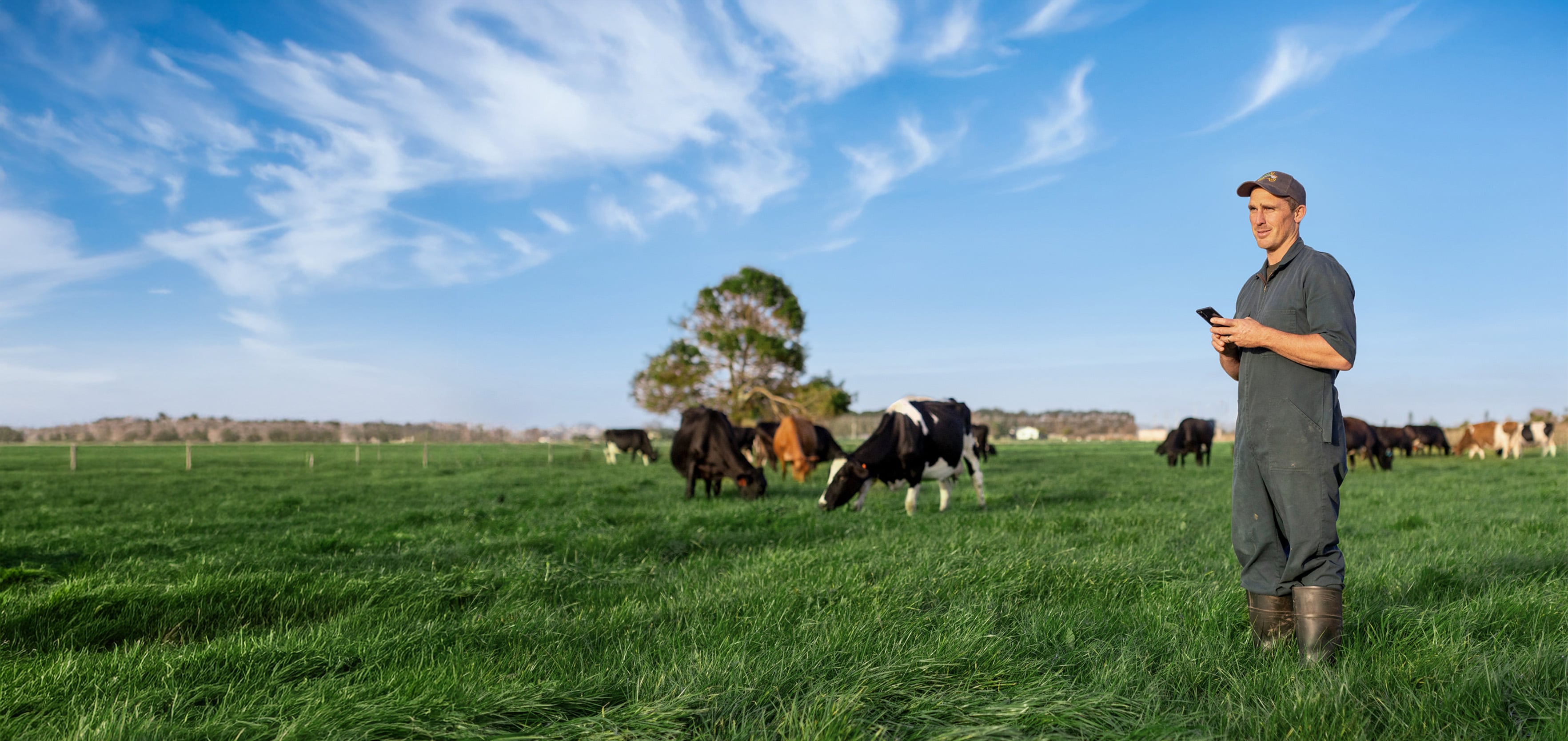 Contract milker on a Waikato dairy farm