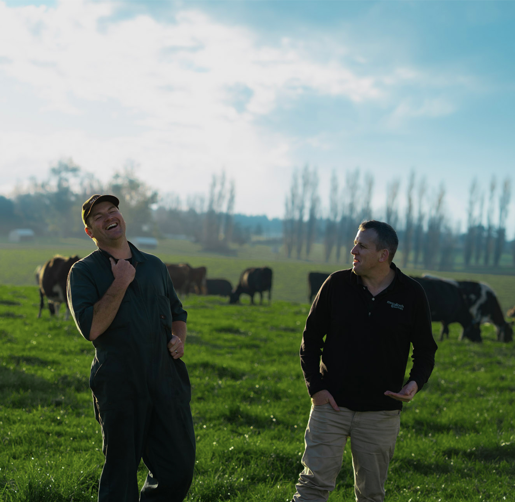 A dairy farmer laughing with his accountant in a paddock, the herd grazing behind them