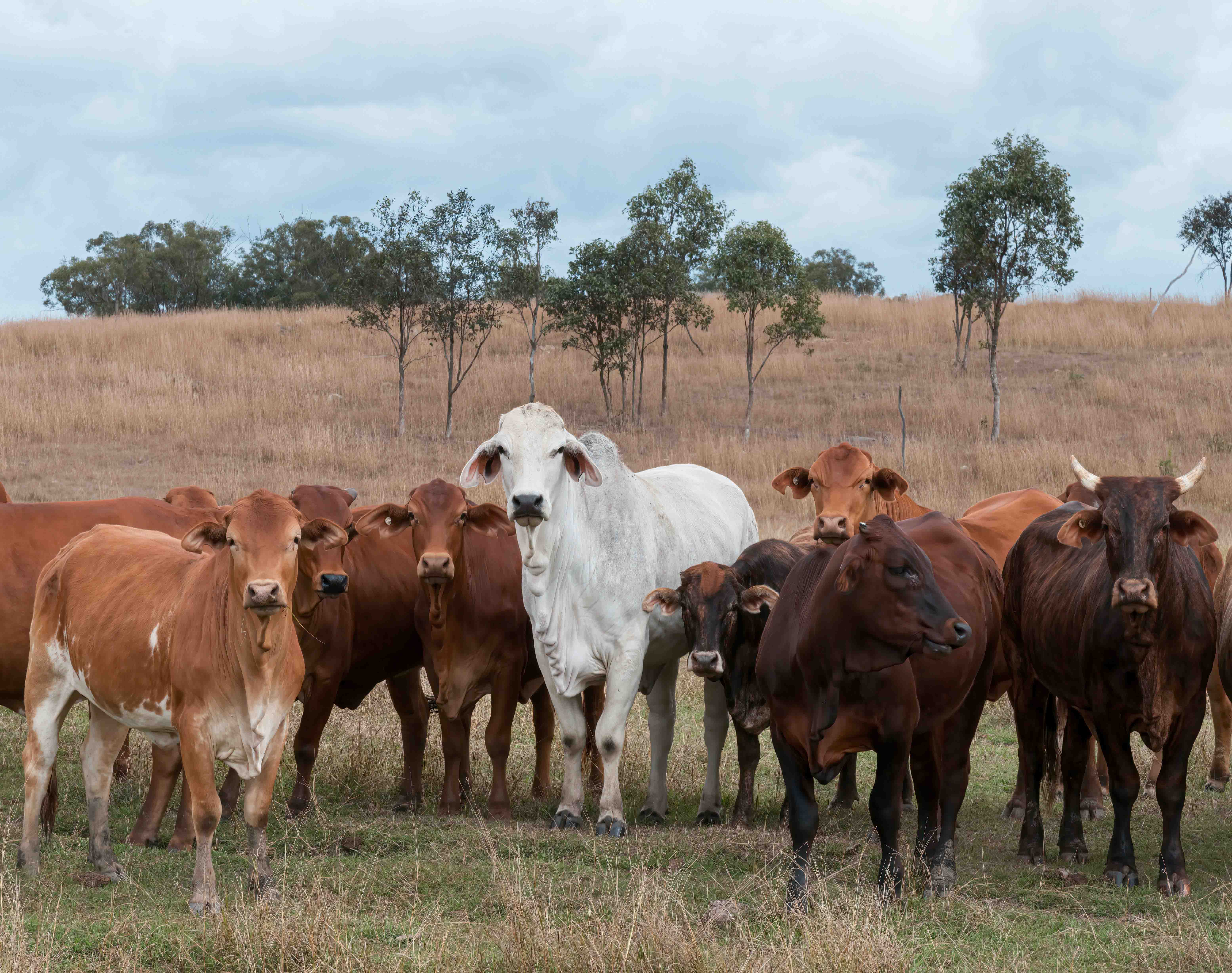 A mixed herd of cattle under gum trees in a dry paddock