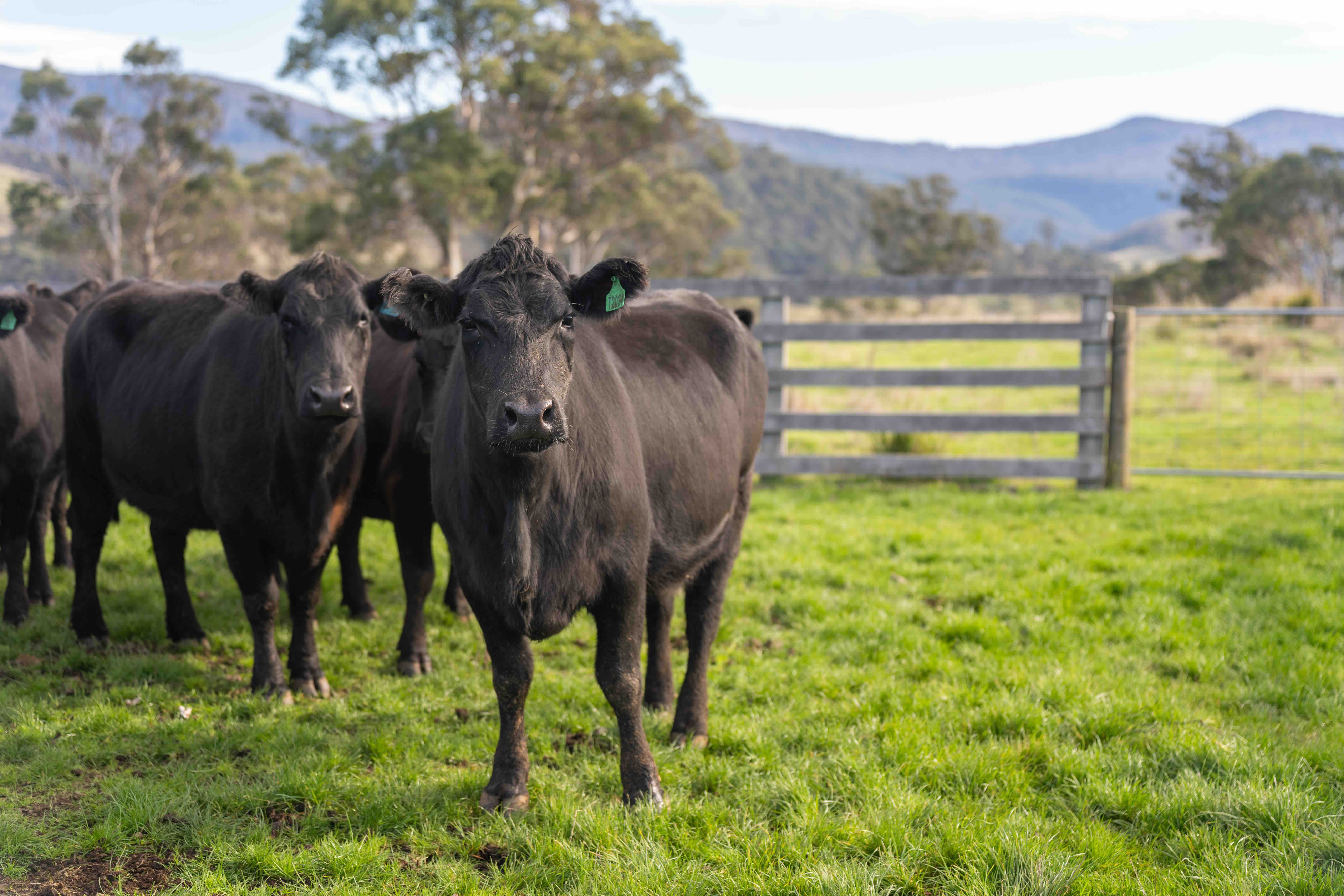 Black cattle in a green paddock beside a farm gate