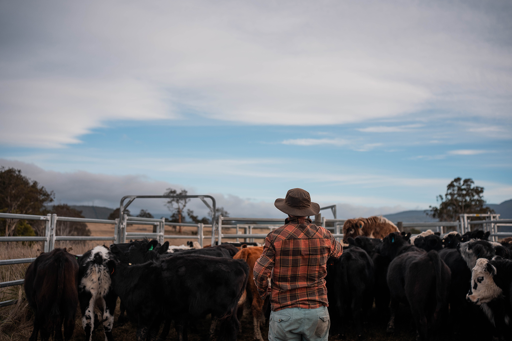 au-livestock-1