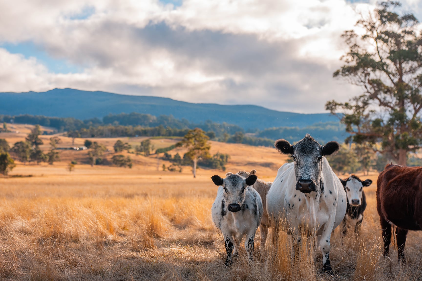 au-livestock2