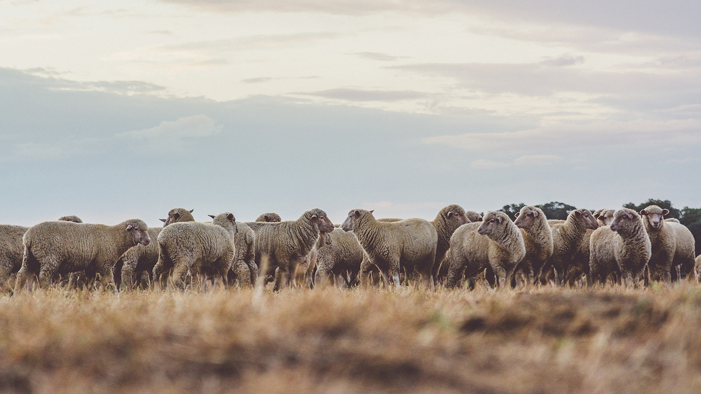 au-livestock8