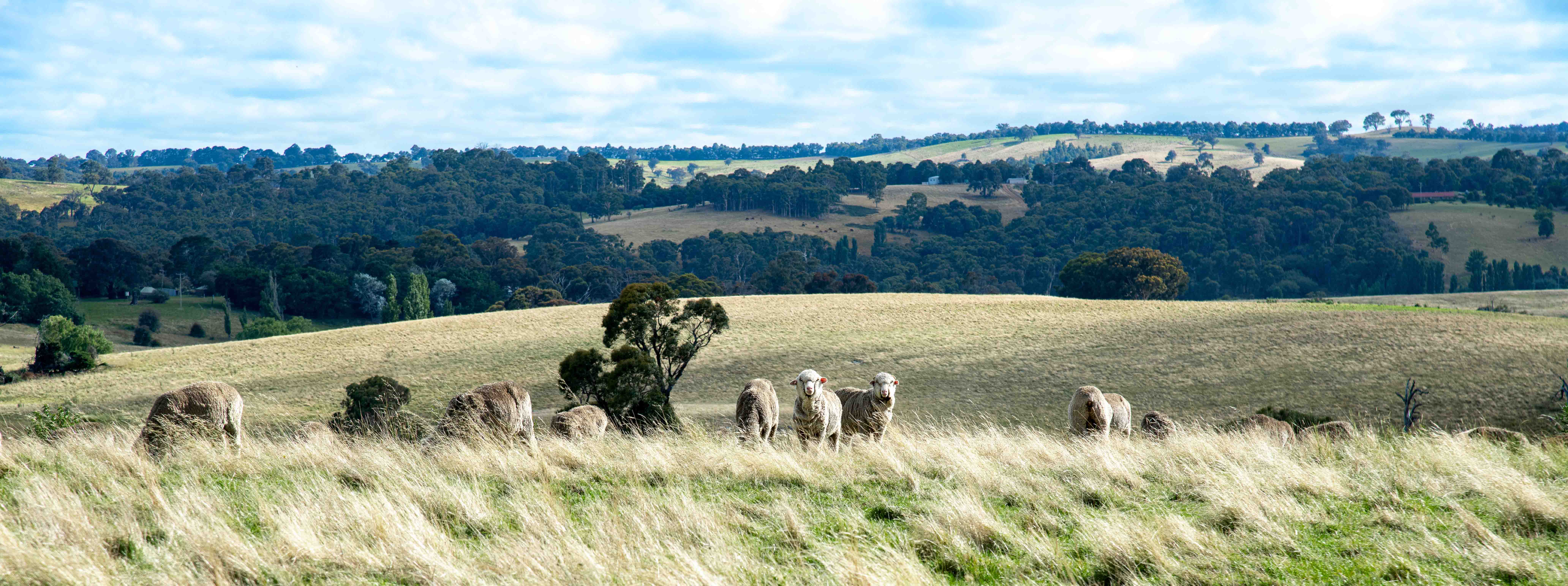 Sheep grazing across a wide green hillside