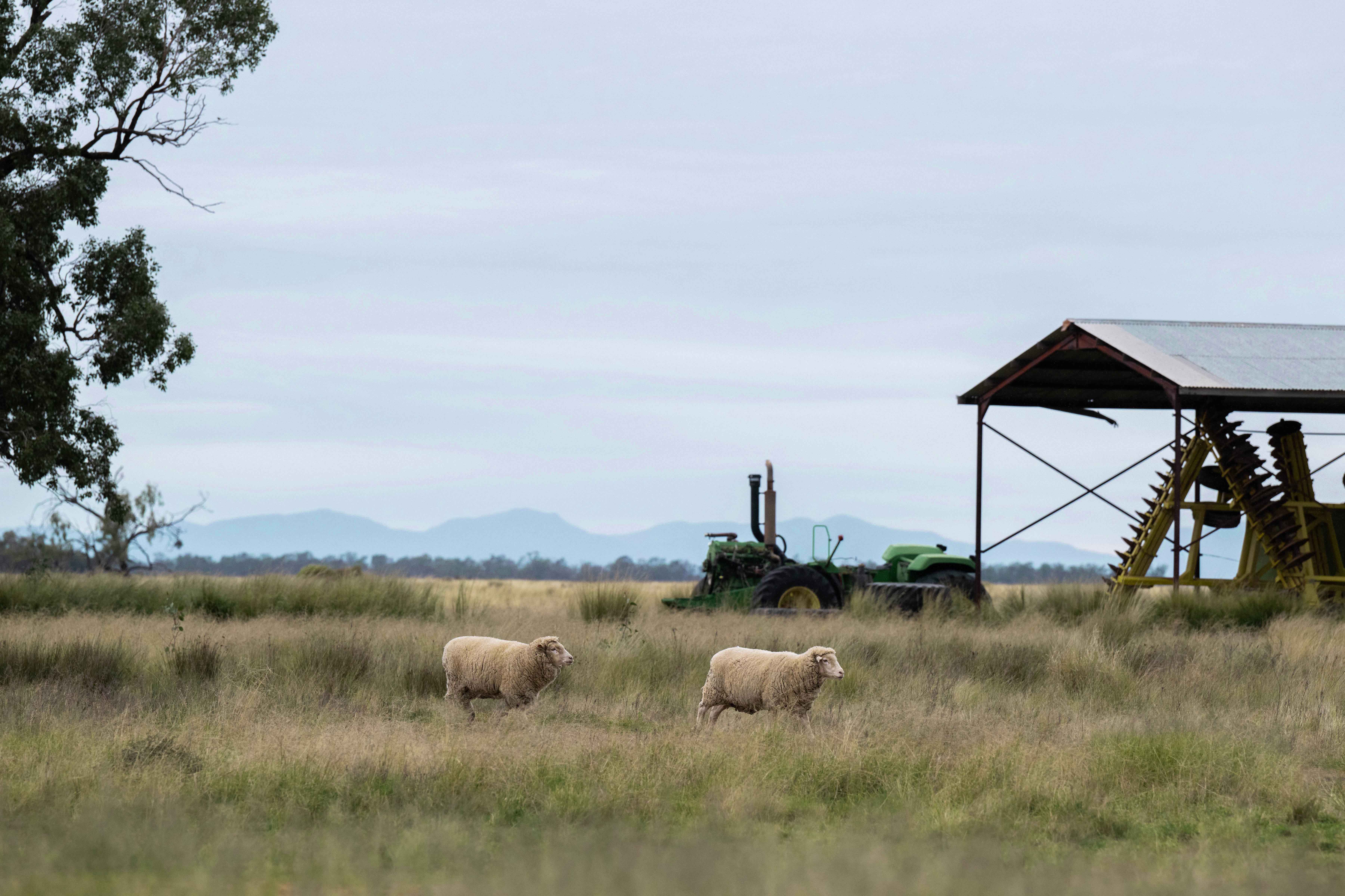 Cattle grazing open paddock under gum trees