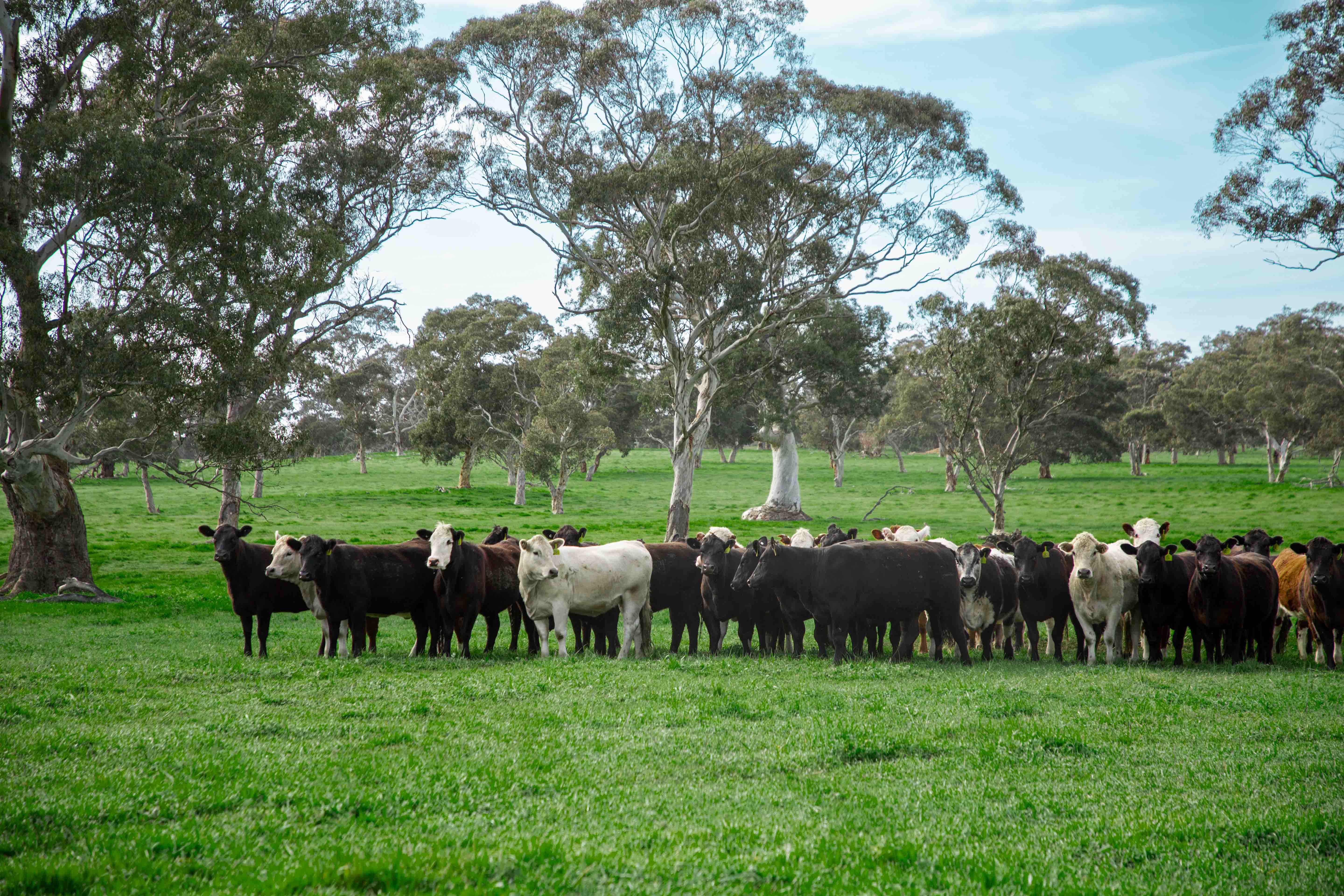 livestock-au