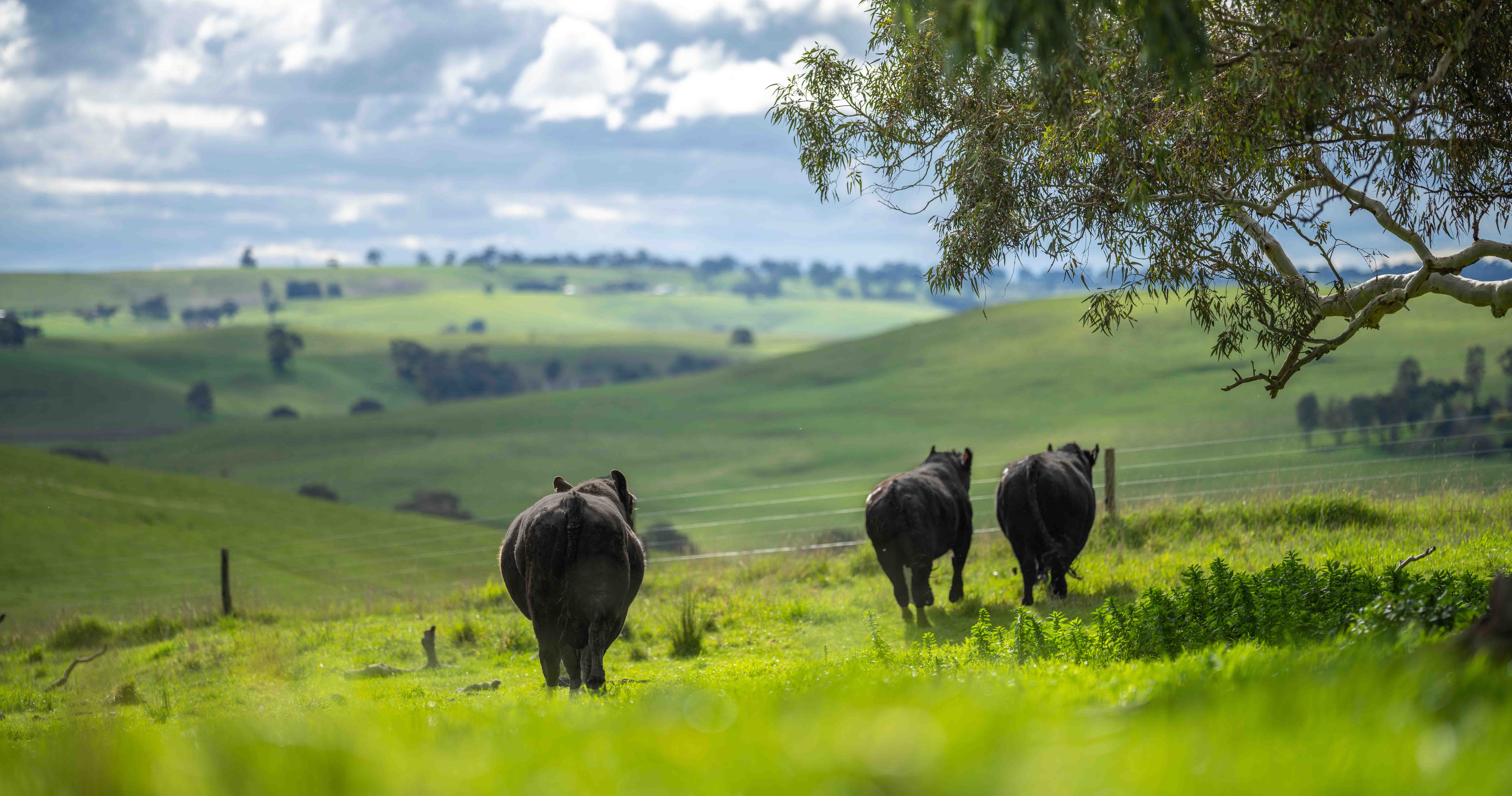 nz-livestock-2