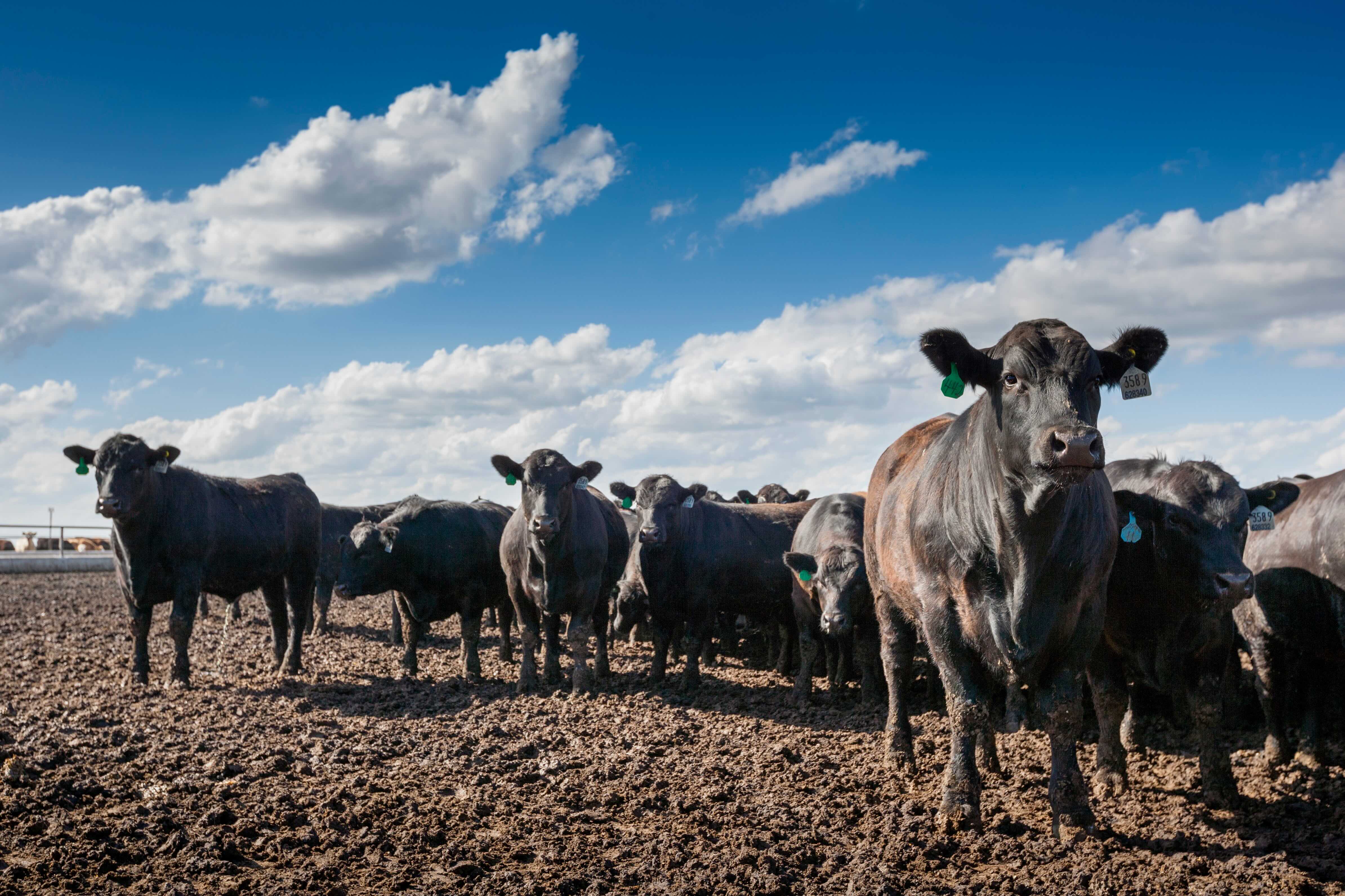 Black cattle in a feed yard under a big sky