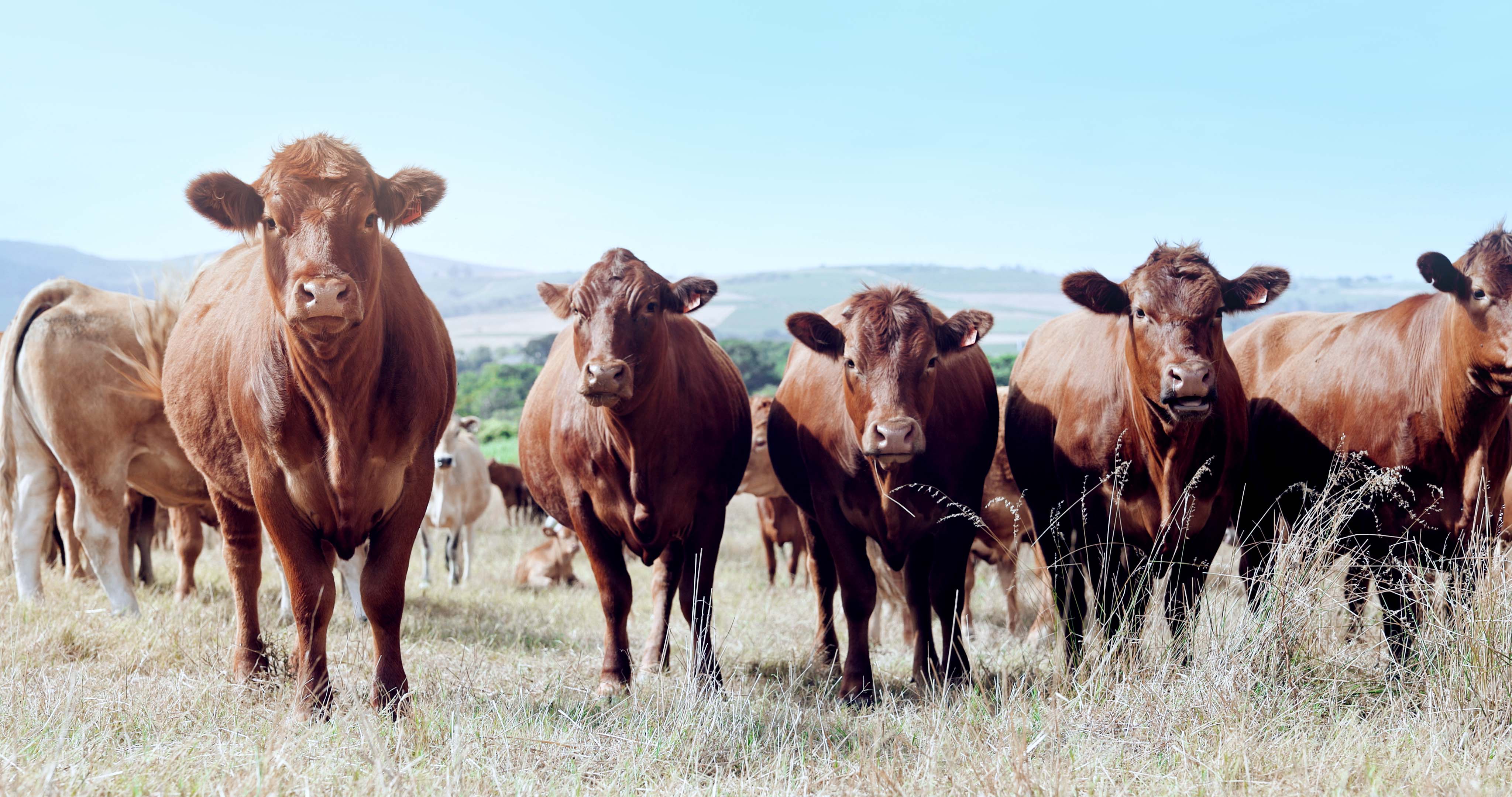 Red beef cattle grazing in dry pasture