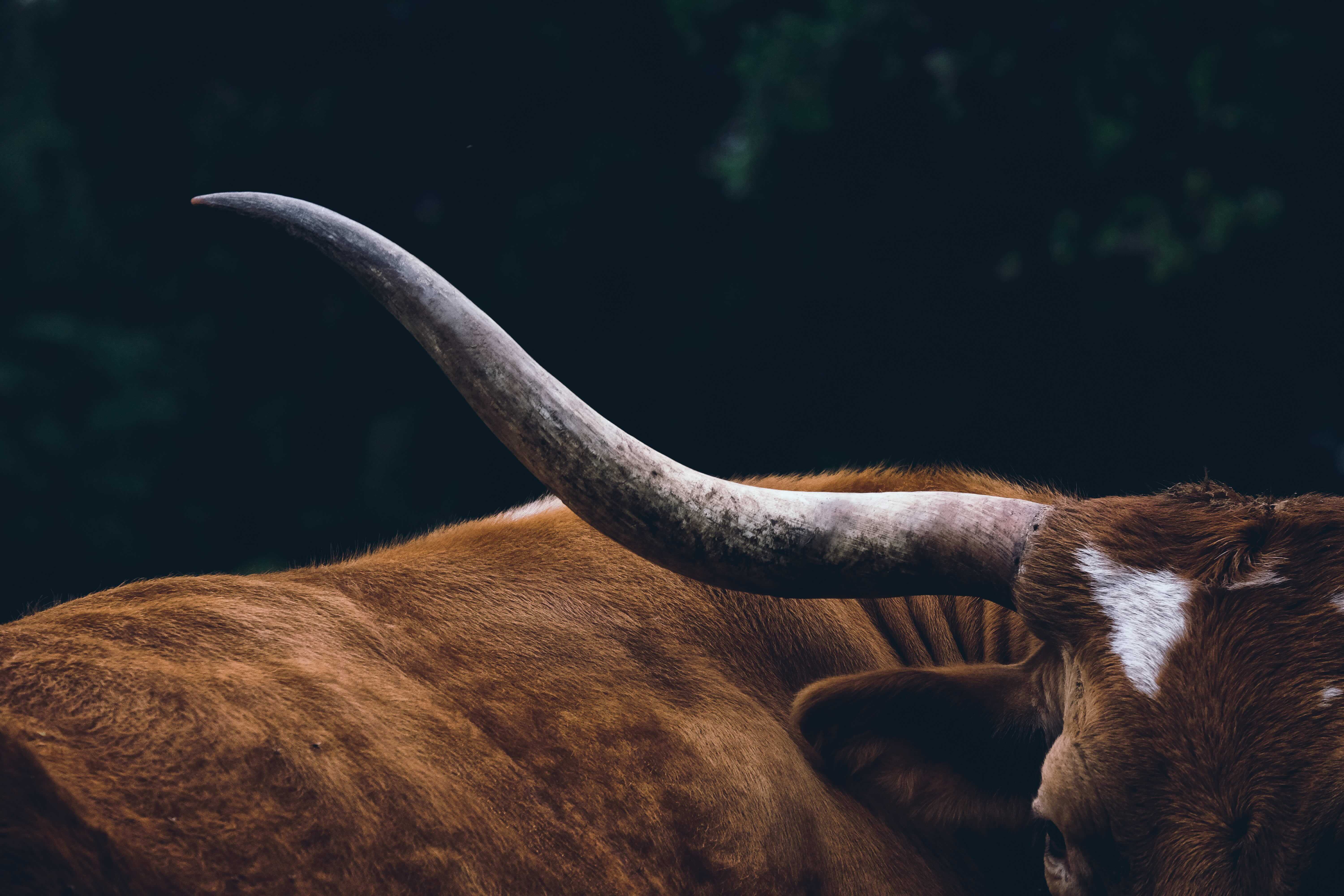 Close-up of a longhorn steer