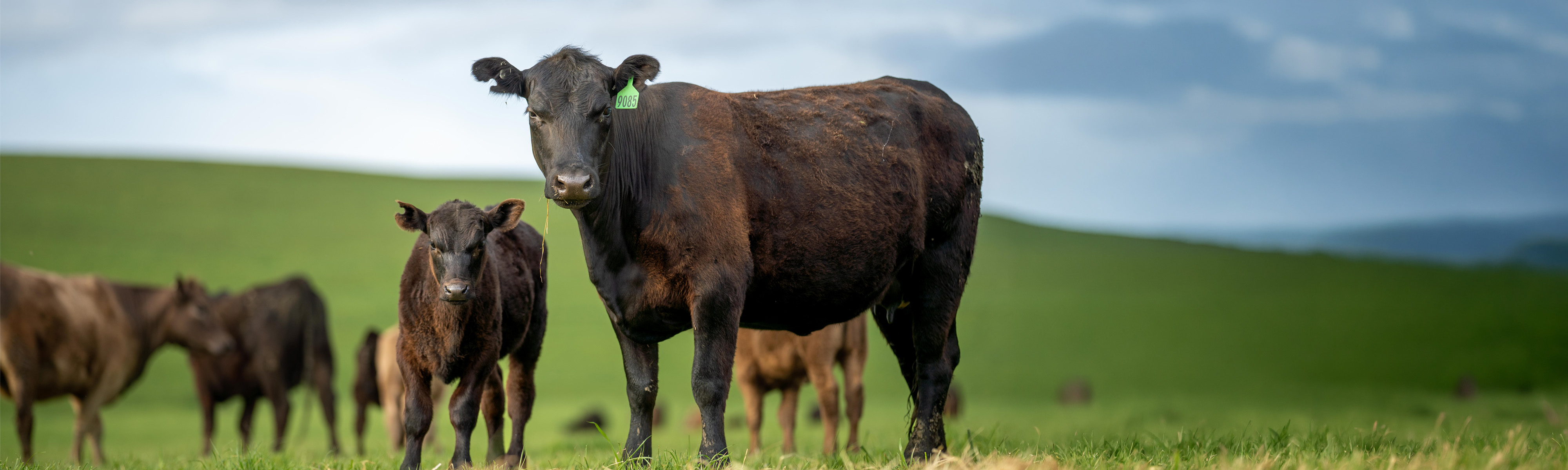 livestock-cow-nz-wide