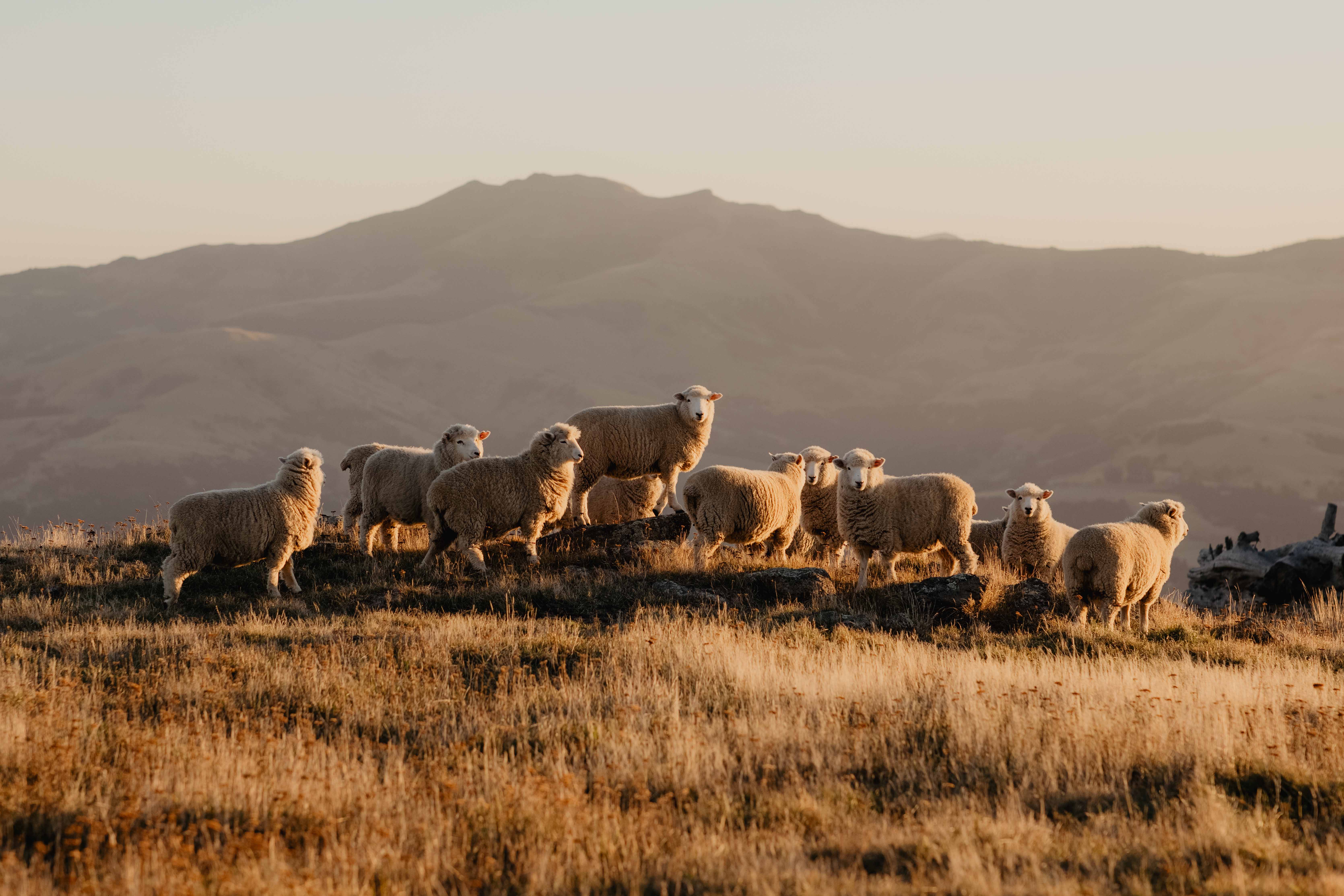 nz-livestock-sheep
